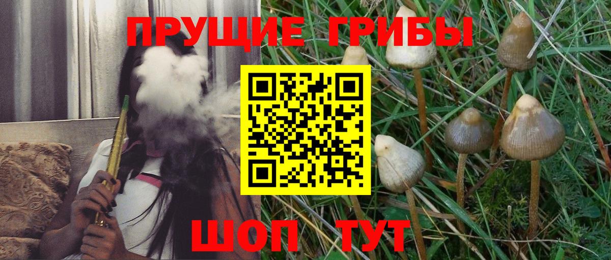 Псилоцибиновые грибы мицелий Пугачёв