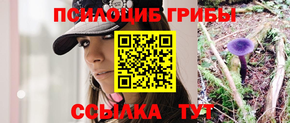 Пугачёв  Галлюциногенные грибы Cubensis  Вход с VPN 
